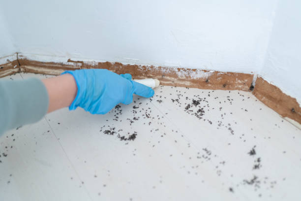 Real Estate Pest Inspections in John Day, OR